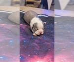 Puppy Puppy 3 Boston Terrier