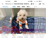 Small Photo #4 Maltese-Unknown Mix Puppy For Sale in Valrico, FL, USA