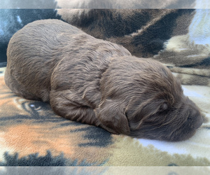 Labradoodle Puppy for sale in DIALVILLE, TX, USA