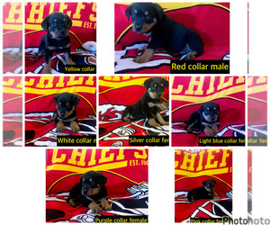 Rottweiler Puppy for sale in AMSTERDAM, MO, USA