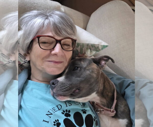 Medium Photo #5 Mutt Puppy For Sale in Mount Laurel, NJ, USA