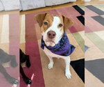 Small #25 Labrador Retriever Mix