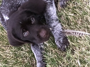German Wirehaired Pointer Puppy for sale in MOUNT CALVARY, WI, USA