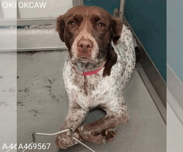 Medium Photo #8 Brittany-German Shorthaired Pointer Mix Puppy For Sale in Curwensville, PA, USA
