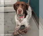 Small #7 Brittany-German Shorthaired Pointer Mix
