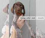 Small Photo #6 German Shorthaired Pointer Puppy For Sale in RICHMOND, MO, USA