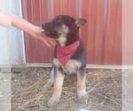 Small Photo #4 German Shepherd Dog-Siberian Husky Mix Puppy For Sale in GARNETT, KS, USA