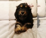 Image preview for Ad Listing. Nickname: Lana