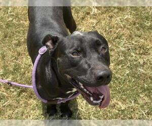 TITAN - Male Mutt Dog for Adoption - Photo #2