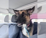 Small #7 German Shepherd Dog