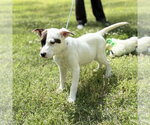 Small #2 Mutt