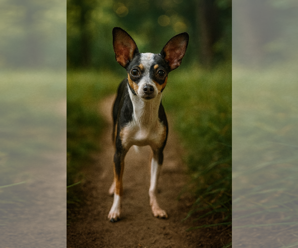 Medium Photo #1 Rat-Cha Puppy For Sale in Phoenix, AZ, USA