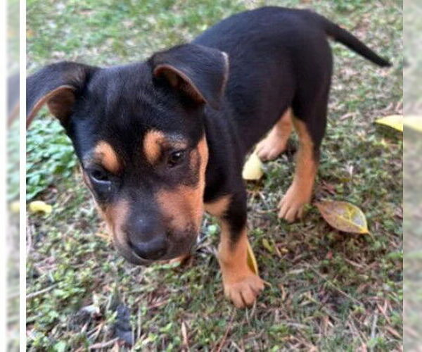 Medium Photo #1 Mutt Puppy For Sale in Tracy, CA, USA