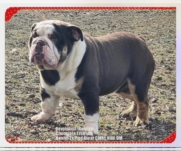 Medium Photo #1 Bulldog Puppy For Sale in OOLOGAH, OK, USA