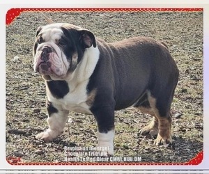 Father of the Bulldog puppies born on 07/07/2026