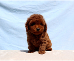 Olive - Male Poodle (Toy) Puppy for Sale - Photo #3