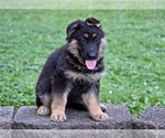 Small #7 German Shepherd Dog