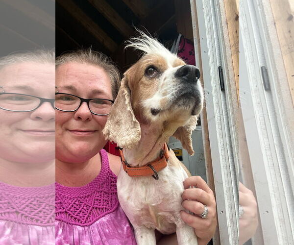 Medium Photo #3 Cocker Spaniel Puppy For Sale in Berlin, MD, USA