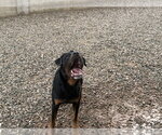 Small #1 Rottweiler