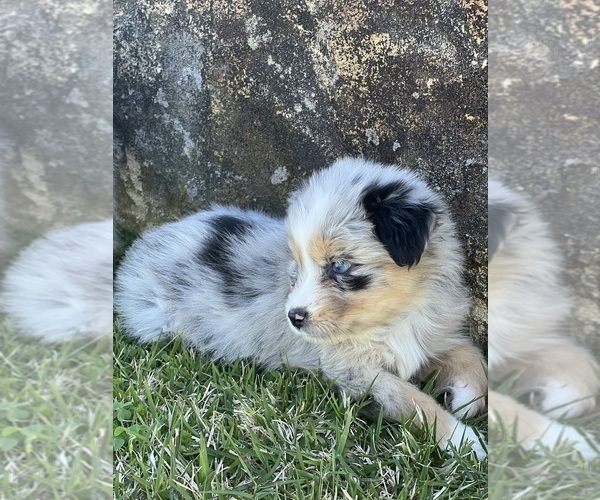 Medium Photo #6 Australian Shepherd Puppy For Sale in BALDWIN, GA, USA