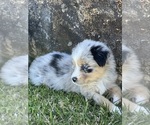 Small Photo #6 Australian Shepherd Puppy For Sale in BALDWIN, GA, USA