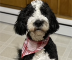 Small Photo #1 Bernedoodle Puppy For Sale in MINBURN, IA, USA