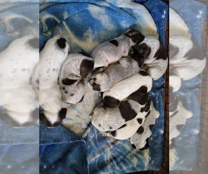 German Shorthaired Pointer Puppy for sale in BRINSON, GA, USA