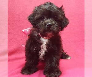 ShihPoo Puppy for sale in BUFFALO, MO, USA