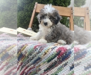 Bernedoodle Puppy for sale in GRABILL, IN, USA
