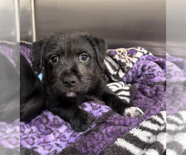 Medium Photo #1 Labrador Retriever Puppy For Sale in Baytown, TX, USA
