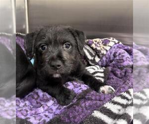 Labrador Retriever Dogs for adoption in Baytown, TX, USA