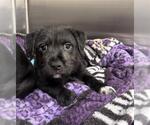 Small Labrador Retriever