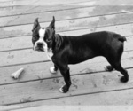 Small Photo #1 Boston Terrier Puppy For Sale in SUMMERVILLE, SC, USA