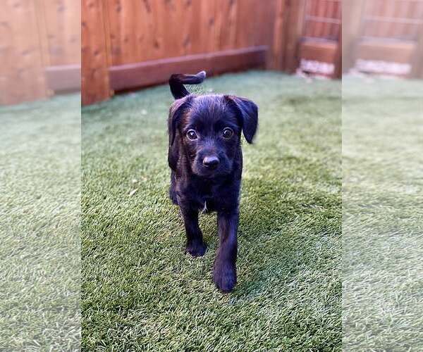 Medium Photo #3 Chihuahua-Unknown Mix Puppy For Sale in Fort Worth, TX, USA