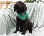 Small #3 Labrador Retriever