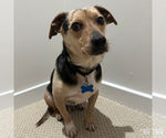 Small Photo #5 Dachshund-Unknown Mix Puppy For Sale in Washington, DC, USA
