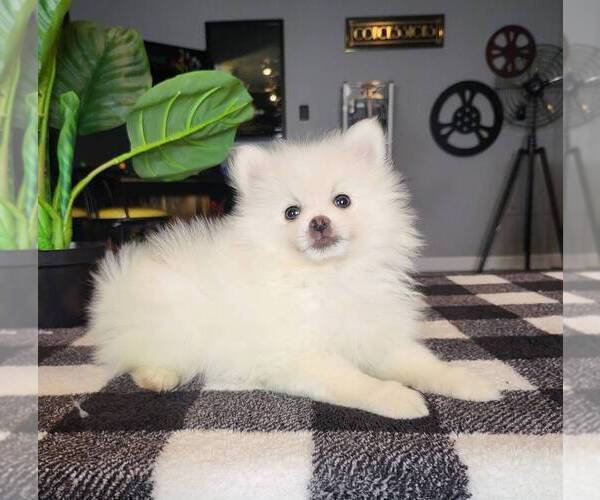 Medium Photo #4 Pomeranian Puppy For Sale in FRANKLIN, IN, USA