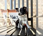 Small #1 Australian Cattle Dog-Border Collie Mix