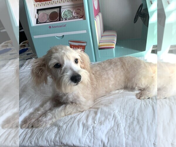 Medium Photo #4 Chonzer Puppy For Sale in MORENO VALLEY, CA, USA