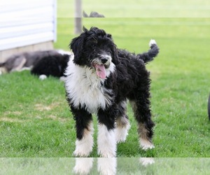 Bordoodle Puppy for sale in NEW HAVEN, IN, USA