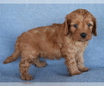 Small Photo #4 Cavapoo Puppy For Sale in BOYCE, VA, USA