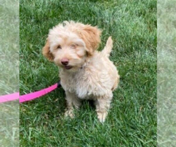 Medium Photo #2 Goldendoodle Puppy For Sale in WESTERVILLE, OH, USA
