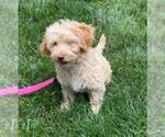 Small Photo #2 Goldendoodle Puppy For Sale in WESTERVILLE, OH, USA