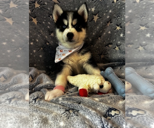 Medium Photo #1 Siberian Husky Puppy For Sale in PARK CITY, KY, USA