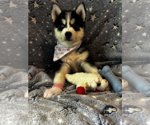 Siberian Husky Puppy for Sale in PARK CITY, Kentucky USA
