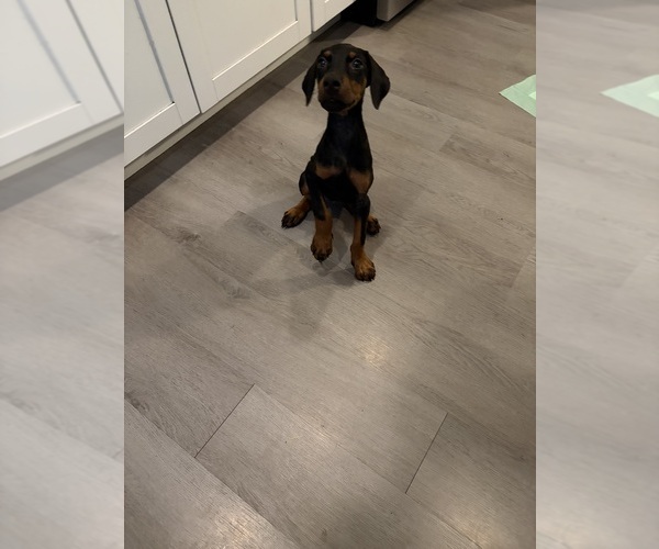Medium Photo #2 Doberman Pinscher Puppy For Sale in CHEPACHET, RI, USA