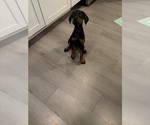 Small #1 Doberman Pinscher