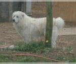 Small Photo #14 Great Pyrenees Puppy For Sale in MOODY, MO, USA