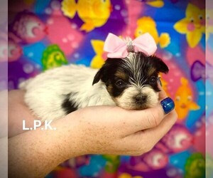 Yorkshire Terrier Puppy for sale in WINNSBORO, LA, USA