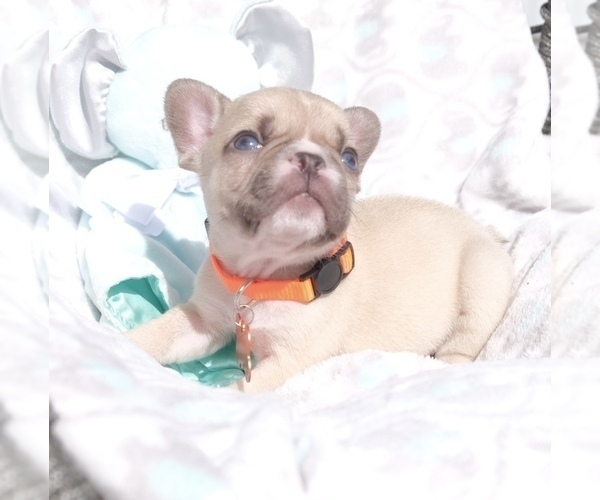 Medium Photo #6 French Bulldog Puppy For Sale in CAPE CORAL, FL, USA